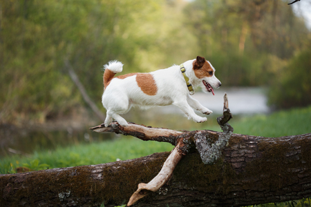 A small dog at a tree outside, Jack russell terrier breedの写真素材