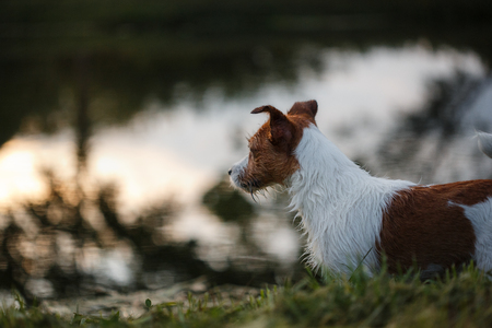 Portrait of a Jack Russell terrier outdoors.の写真素材
