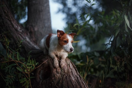 small dog outdoors in a tree outside, breed Jack Russell Terrierの写真素材