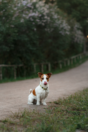 Portrait of a Jack Russell terrier outdoors. A little dog on a walk in the parkの写真素材