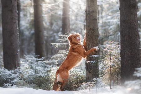 Nova Scotia Duck Tolling Retriever breed of dog in the woods in nature, winter season, frostの写真素材