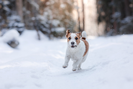 Active and beautiful dog breed jack russel terrier outdoors in the forest parkの写真素材