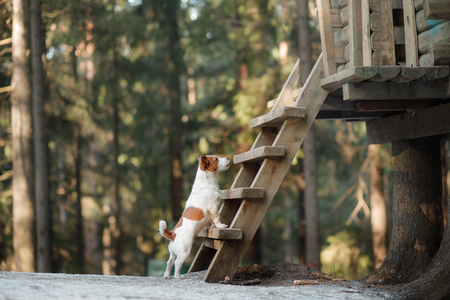 Dog jack russel terrier outdoors in the forest, happy and cuteの写真素材