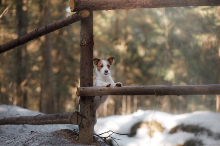 Dog jack russel terrier outdoors in the forest, happy and cuteの写真素材