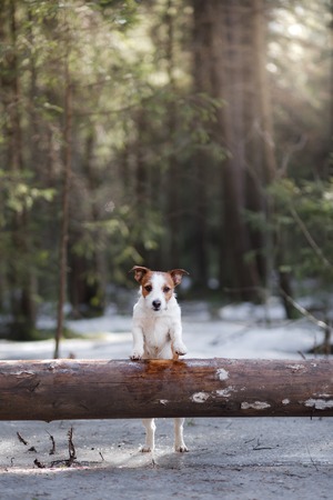 Dog jack russel terrier outdoors in the forest, happy and cuteの写真素材