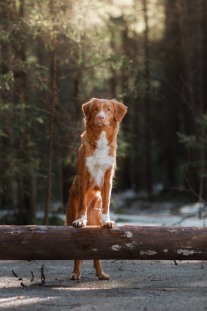 Nova Scotia Duck Tolling Retriever dog on nature in the forest parkの写真素材