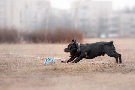 Dog catching flying disk, pet playing outdoors in a park.の写真素材