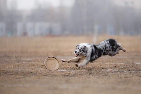 Dog catching flying disk, pet playing outdoors in a park. Australian Shepherd, Aussieの写真素材