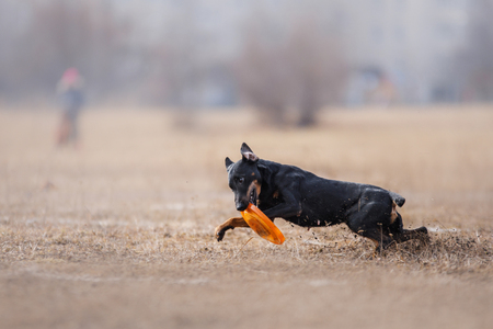 Dog catching flying disk, pet playing outdoors in a park.の写真素材