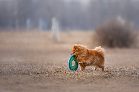Dog catching flying disk, pet playing outdoors in a park. German pomeranianの写真素材