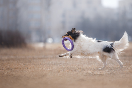 Dog catching flying disk, pet playing outdoors in a park. Australian Shepherd, Aussieの写真素材