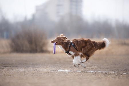 Dog catching flying disk, pet playing outdoors in a park. Australian Shepherd, Aussieの写真素材