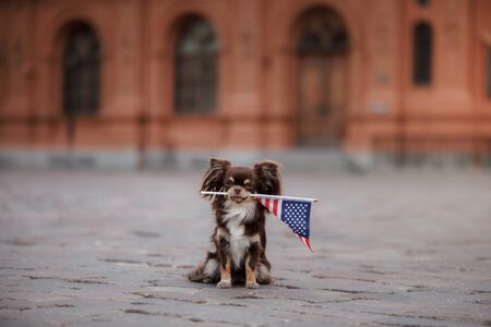 Dog Chihuahua in the old town sits on the square with the flagの写真素材
