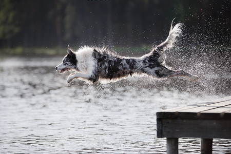 Dog border collie jumping into the river from the pierの写真素材
