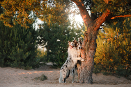 Two dogs border collie posing near a tree in the Parkの写真素材