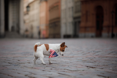Dog Jack Russell Terrier in the old town carries the flagの写真素材