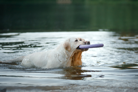 Labrador dog plays with a toy in the waterの写真素材