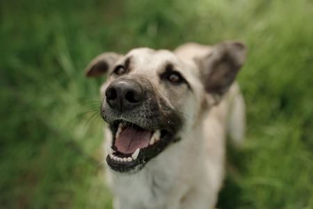 Dog breed walking outdoors in the tall grassの写真素材