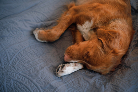 Dog Nova Scotia duck tolling Retriever sleeps on the bedの写真素材