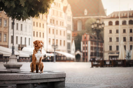 Dog Nova Scotia duck tolling Retriever sits on a bench in old townの写真素材