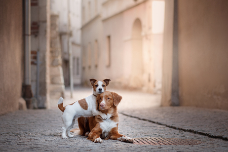 Jack Russell Terrier and Nova Scotia duck tolling Retriever on a narrow street