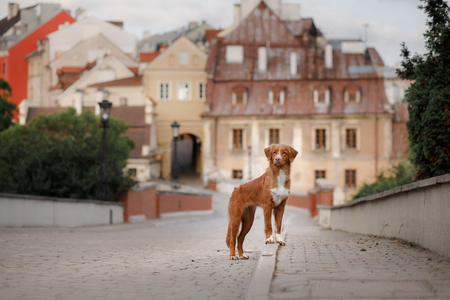 Dog Nova Scotia duck tolling Retriever walks through the cityの写真素材