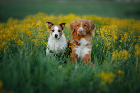 Nova Scotia duck tolling Retriever and Jack Russell Terrier sitting on flower fieldの写真素材