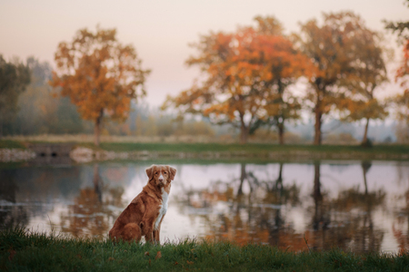 Dog Nova Scotia duck tolling Retriever on a river at sunsetの写真素材