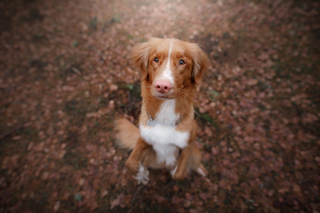 Dog sitting on fallen leaves. Breed Nova Scotia duck tolling Retriever . Pet fall outdoorsの写真素材