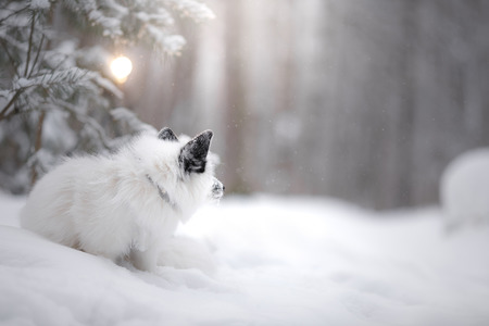white fox fur in the snow in winter on nature