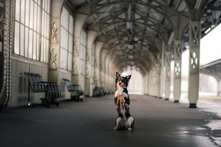 dog at the train station. Traveling with the pet, adventureの写真素材