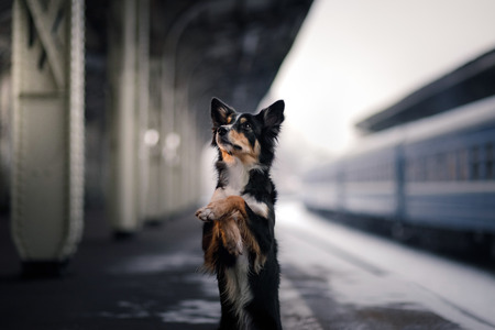 Dog at the train station. Traveling with the pet, adventureの写真素材