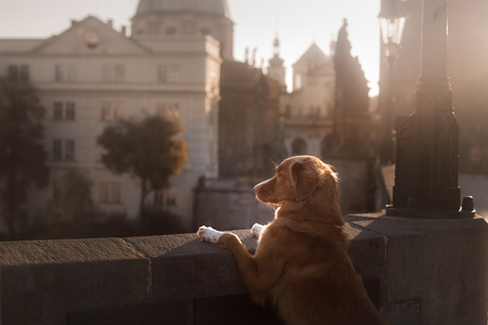 a dog in the city, in Europe at dawn. Nova Scotia Duck Tolling Retriever.の写真素材