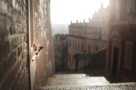 The dog Jack Russell Terrier looks out. Obedient pet in the city, Europe, travelの写真素材