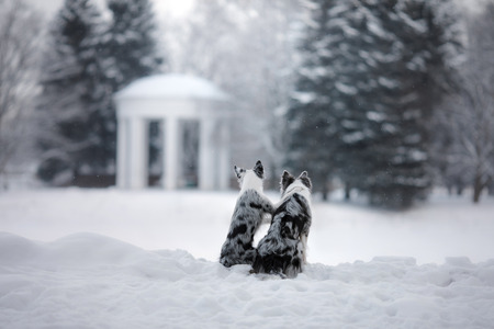 two dogs together, love and friendship. border collie on nature in winter