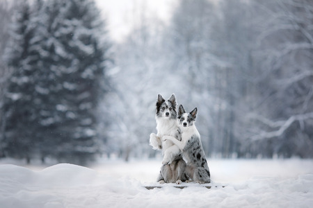 two dogs together, love and friendship. border collie on nature in winter