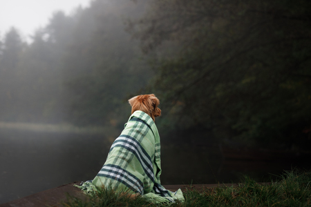 dog on the lake in the fog under the blanket.Nova Scotia Duck Tolling Retriever, Tollerの写真素材