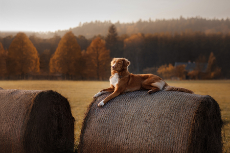 The dog lies on a haystack. Pet on the nature. Nova Scotia Duck Tolling Retriever in nature. Toller. The dog restsの写真素材