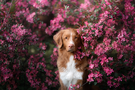 red-haired dog sitting in pink flowers. Nova Scotia Duck Tolling Retriever, Tollerの写真素材