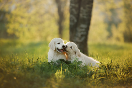 two Golden Retriever puppys runs on grass and play. outsideの写真素材
