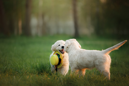 two Golden Retriever puppys runs on grass and play. outsideの写真素材