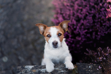 little dog with a flower of heather. Jack Russell Terrier