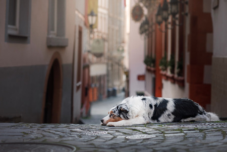 Obedient dog on the street, Europe, old city. Australian Shepherdの写真素材