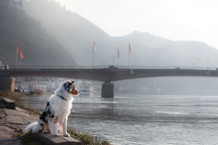 Dog sitting on the promenade near the river. Australian Shepherd in natureの写真素材