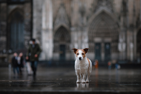 dog is alone in the city at the rain. Jack Russell Terrier in Europe. pet in town