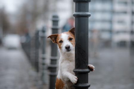 dog is alone in the city at the rain. Jack Russell Terrier in Europe. pet in townの写真素材