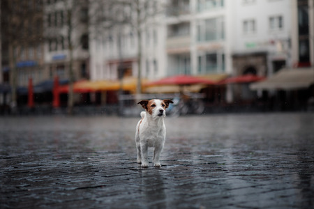 dog is alone in the city at the rain. Jack Russell Terrier in Europe. pet in townの写真素材
