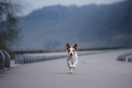 the dog jack russell is running along the road. Pet outsideの写真素材