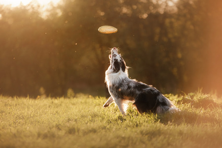 the dog catches the disc. Sports with the pet. Active Border Collie outsideの写真素材