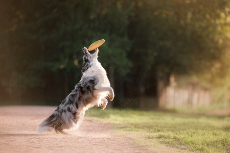 the dog catches the disc. Sports with the pet. Active Border Collie outside
